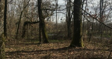 Jouy-le-Potier Terrain à bâtir - 1475675-2505annonce120221118UaJ2G.jpeg Maisons France Confort