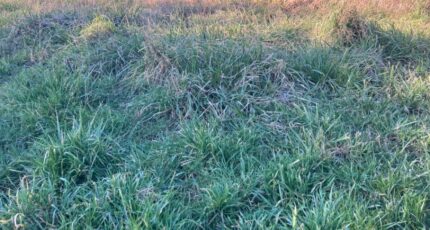 Cognac Terrain à bâtir - 2073628-10974annonce120250207Q9Lwy.jpeg Maisons France Confort