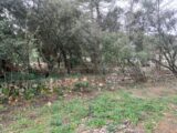 Terrain à bâtir à Montfort-sur-Argens (83570) 2090240-11137annonce320250225ncKPm.jpeg Maisons France Confort