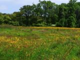 Terrain à bâtir à Wirwignes (62240) 2090715-11072annonce1202411061GXUR.jpeg Maisons France Confort