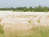 Terrain à bâtir à Neuve-Chapelle (62840) 2043803-5986annonce120250109uqJze.jpeg Maisons France Confort