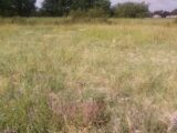 Terrain à bâtir à Francescas (47600) 2123772-3231annonce120250403urzLz.jpeg Maisons France Confort