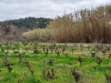 Terrain à bâtir à Pierrefeu-du-Var (83390) 2045009-11137annonce120250109mBf3e.jpeg Maisons France Confort