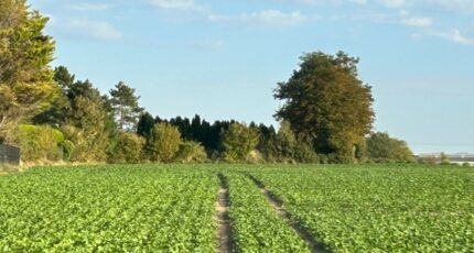 Sains-en-Gohelle Maison neuve - 2074160-5804annonce120250207lzK9a.jpeg Maisons France Confort