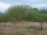 Terrain à bâtir à Varages (83670) 2134291-9879annonce1202504161rlvT.jpeg Maisons France Confort