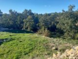 Terrain à bâtir à Rocbaron (83136) 2134289-11137annonce220250416Kwszb.jpeg Maisons France Confort