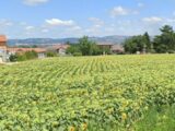 Terrain à bâtir à Viriville (38980) 2134394-11248annonce1202504162EFMF.jpeg Maisons France Confort