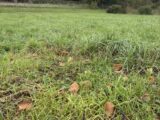 Maison à construire à Bléré (37150) 2132270-11068annonce120250414WWt1z.jpeg Maisons France Confort