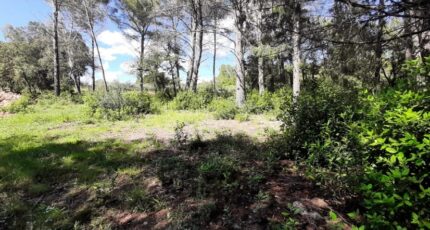 Trans-en-Provence Terrain à bâtir - 2136381-10295annonce120250418TtX7T.jpeg Maisons France Confort