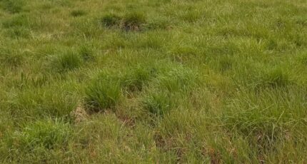 La Brède Terrain à bâtir - 2131148-11337annonce120250411qGFOR.jpeg Maisons France Confort