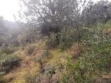 Terrain à bâtir à Vidauban (83550) 2137516-10295annonce320250422MJA6n.jpeg Maisons France Confort