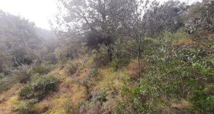 Vidauban Terrain à bâtir - 2137516-10295annonce320250422MJA6n.jpeg Maisons France Confort