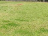 Terrain à bâtir à La Sauve (33670) 2137590-5612annonce12025022735wtb.jpeg Maisons France Confort