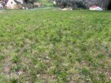 Terrain à bâtir à Carlux (24370) 2129075-11160annonce220250410fwMSH.jpeg Maisons France Confort