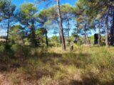 Terrain à bâtir à Bras (83149) 2075636-9879annonce220250210ydEGM.jpeg Maisons France Confort