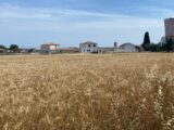 Terrain à bâtir à Bassan (34290) 2146897-11018annonce120250502E3pJ9.jpeg Maisons France Confort