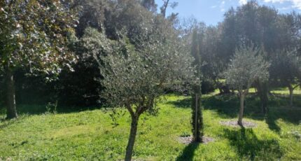 Draguignan Terrain à bâtir - 2149866-9891annonce520250506e6kyp.jpeg Maisons France Confort