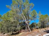 Terrain à bâtir à Pierrefeu-du-Var (83390) 2081827-11079annonce320241018r1zSb.jpeg Maisons France Confort