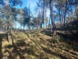 Terrain à bâtir à Rocbaron (83136) 2155275-11137annonce120250116d2552.jpeg Maisons France Confort