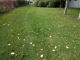Terrain à bâtir à Melun (77000) 2169495-10730annonce220250524XttJt.jpeg Maisons France Confort