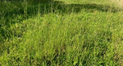 Châteaubernard Terrain à bâtir - 2092290-10974annonce120250527HxovT.jpeg Maisons France Confort
