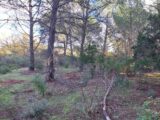 Terrain à bâtir à Puget-sur-Argens (83480) 2097541-11157annonce220250305kuqn4.jpeg Maisons France Confort