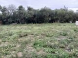 Terrain à bâtir à Congénies (30111) 2125871-11040annonce120250405LVBWE.jpeg Maisons France Confort