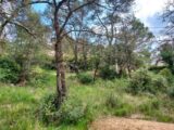 Terrain à bâtir à Rocbaron (83136) 2127985-11137annonce220250408MX7AO.jpeg Maisons France Confort