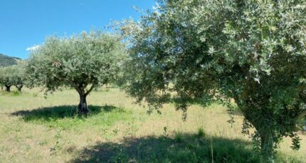 Aups Terrain à bâtir - 2144889-11157annonce320250430nBzJL.jpeg Maisons France Confort