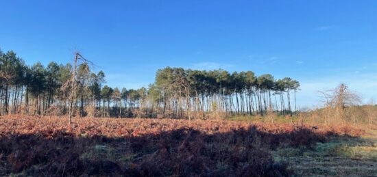 Terrain à bâtir à , Gironde
