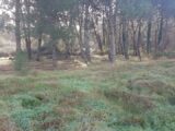 Terrain à bâtir à Le Taillan-Médoc (33320) 2173300-11301annonce120250528SQWN4.jpeg Maisons France Confort