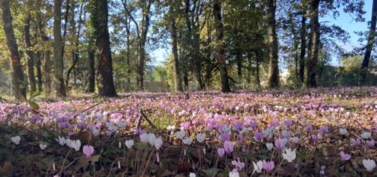 Terrain à bâtir à Bazas, Nouvelle-Aquitaine