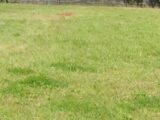 Terrain à bâtir à Mazères (33210) 2189033-5612annonce12025061255xng.jpeg Maisons France Confort