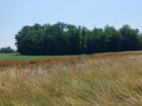 Terrain à bâtir à Algolsheim (68600) 2188118-5767annonce220250612LroWs.jpeg Maisons France Confort
