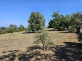 Terrain à bâtir à Roquebrune-sur-Argens (83520) 2195131-5163annonce220250617F4i7G.jpeg Maisons France Confort