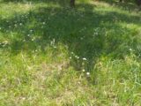 Terrain à bâtir à Camblanes-et-Meynac (33360) 2206030-11266annonce1202506260Hzu3.jpeg Maisons France Confort