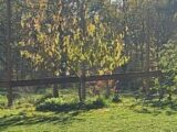Terrain à bâtir à Louchats (33125) 2213883-11151annonce120250305ISpsT.jpeg Maisons France Confort