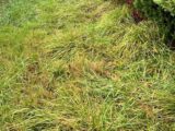 Maison à construire à Gujan-Mestras (33470) 2220149-11279annonce120250710ZaVFl.jpeg Maisons France Confort