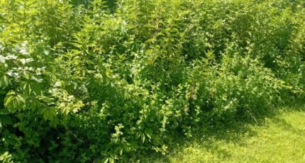 Le Teich Maison neuve - 2220364-11244annonce120250710hRALc.jpeg Maisons France Confort