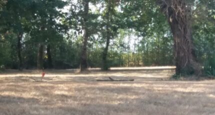Tournefeuille Maison neuve - 2220795-9555annonce1202507104CH06.jpeg Maisons France Confort