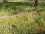 Terrain à bâtir à Biganos (33380) 2226024-11244annonce320250717uUh72.jpeg Maisons France Confort