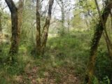 Terrain à bâtir à Salleboeuf (33370) 2227336-11266annonce120250718mpmig.jpeg Maisons France Confort