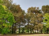 Terrain à bâtir à Cavignac (33620) 2229081-10276annonce120250720xWB1A.jpeg Maisons France Confort