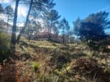 Terrain à bâtir à Rocbaron (83136) 2233849-11137annonce120250725r5sfw.jpeg Maisons France Confort