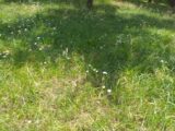 Maison à construire à Trun (61160) 2237142-1153annonce120241030siNLh.jpeg Maisons France Confort