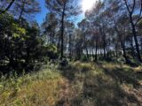 Maison à construire à Bagnols-en-Forêt (83600) 2239271-3701annonce220250801TgdxK.jpeg Maisons France Confort