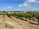 Terrain à bâtir à Canet (11200) 2252640-10986annonce120250827m432C.jpeg Maisons France Confort