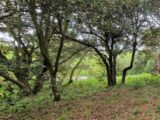 Terrain à bâtir à Palaja (11570) 2253059-10986annonce120250828Oxltu.jpeg Maisons France Confort