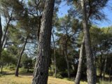 Terrain à bâtir à Guzargues (34820) 2241686-11455annonce120250806fUt2q.jpeg Maisons France Confort