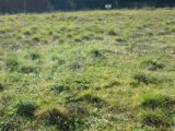 Terrain à bâtir à Trausse (11160) 2253079-10986annonce120250828bKomW.jpeg Maisons France Confort